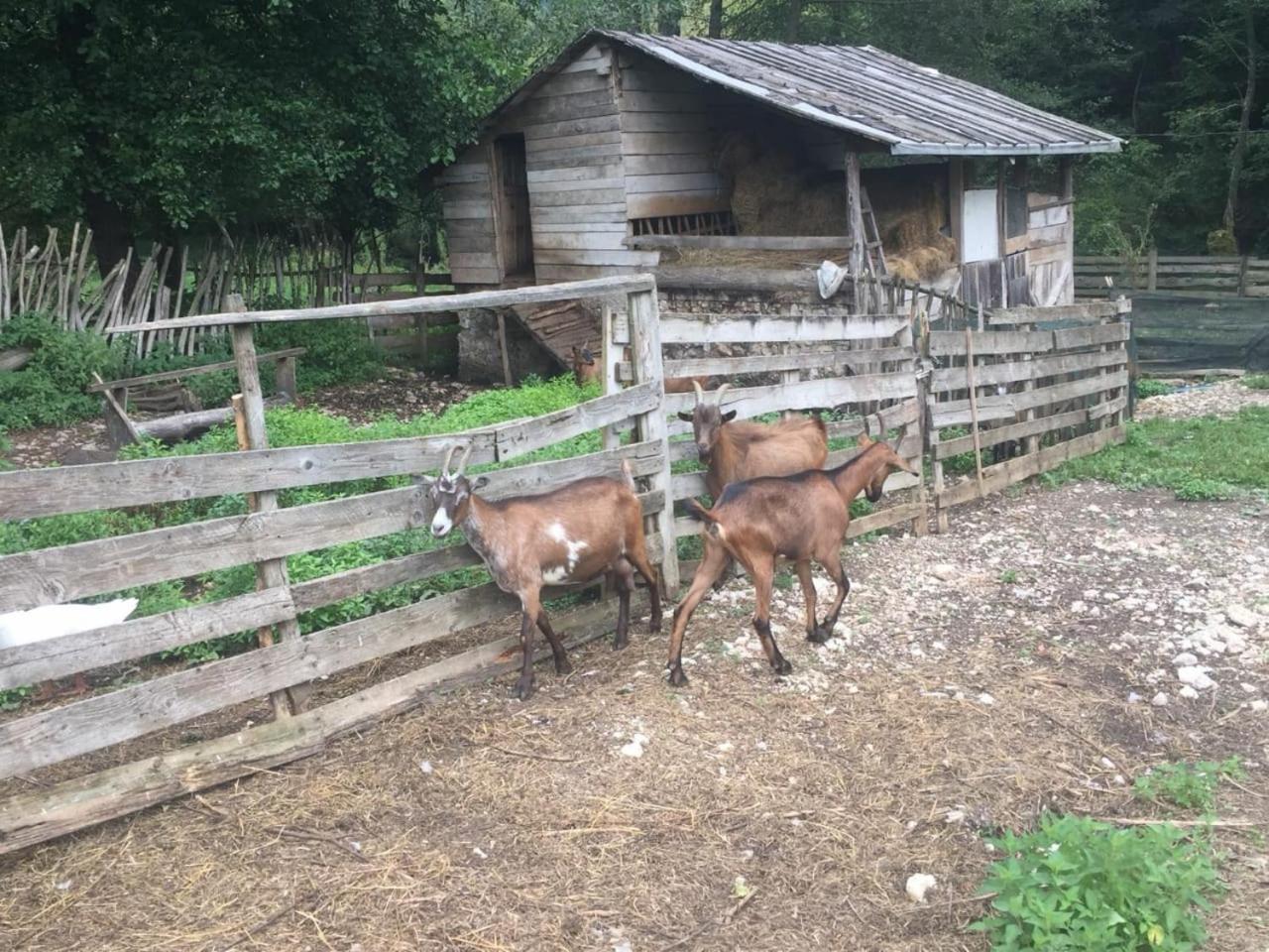 Eco Camp Dzogaska Vrela Pljevlja Exterior foto